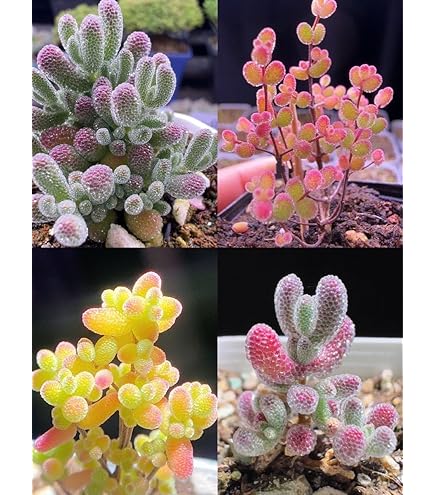 多肉植物　ドロサンテマム　丸くてコロコロ　米粒　小苗　抜き苗　１株 新入荷 多肉植物 ドロサンテマム 丸くてコロコロ 米粒 抜き苗 1
